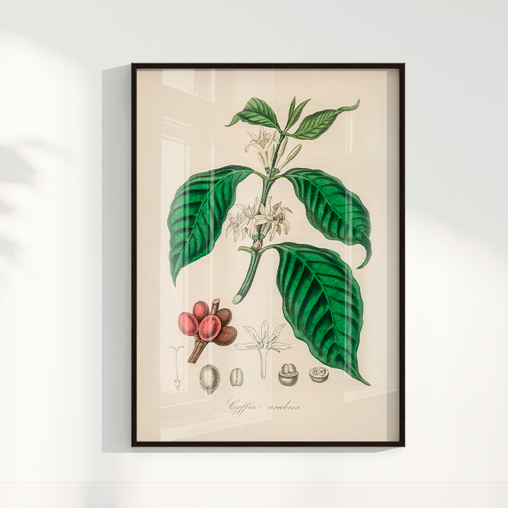Quadro Café Arabica