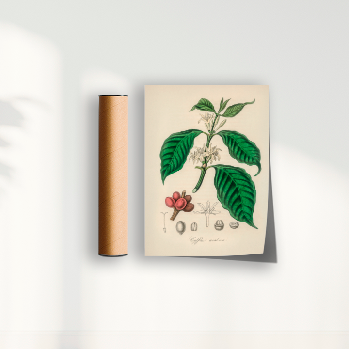 Café Arabica
