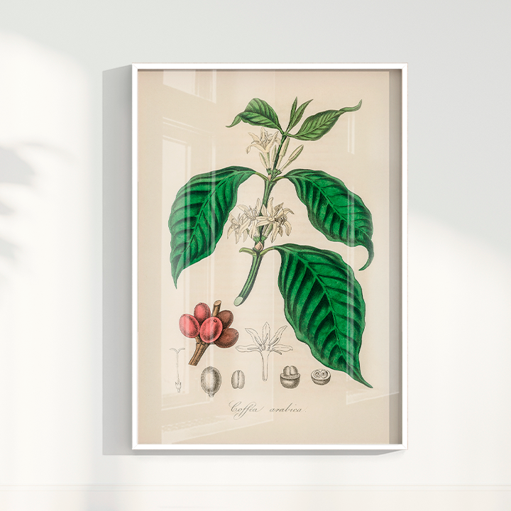 Quadro Café Arabica