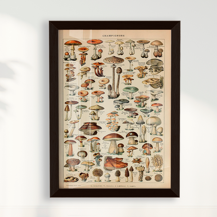 Quadro Vintage Cogumelos 3