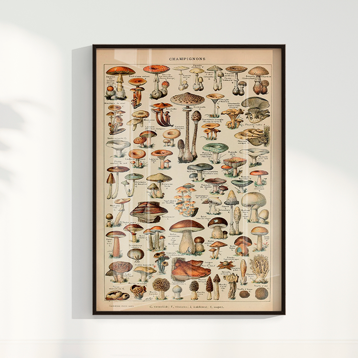 Quadro Vintage Cogumelos 3