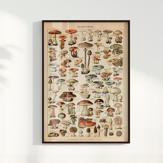 Quadro Vintage Cogumelos 3