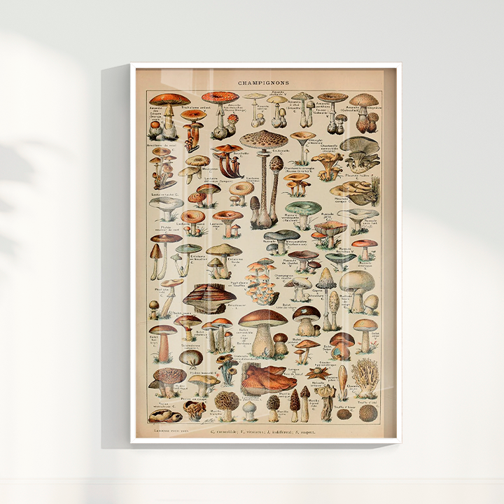 Quadro Vintage Cogumelos 3