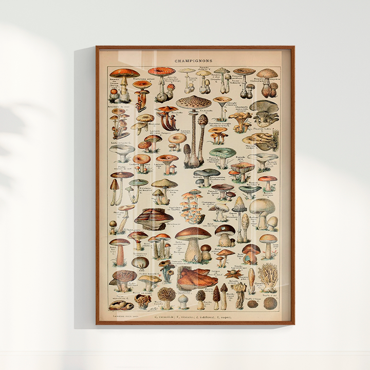 Quadro Vintage Cogumelos 3
