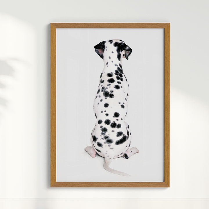 Quadro Dálmata