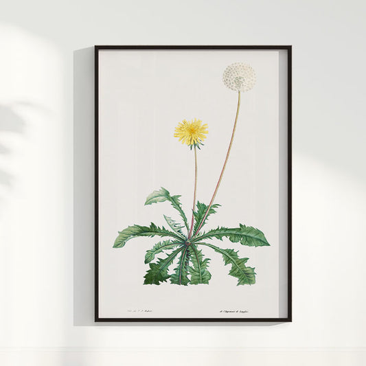 Quadro Floral Vintage - Dente de leão