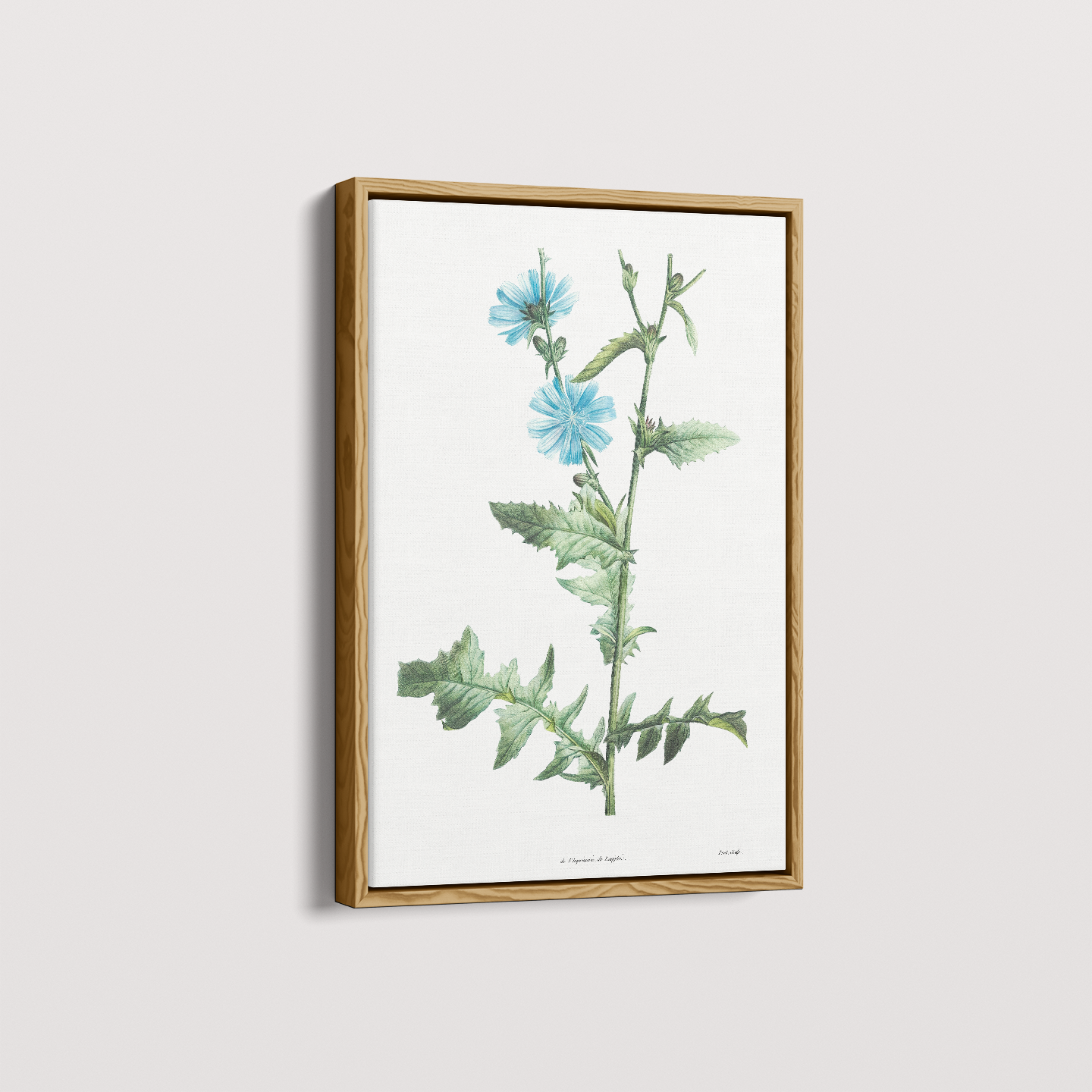 Quadro Blue flower III - Flor Chicory