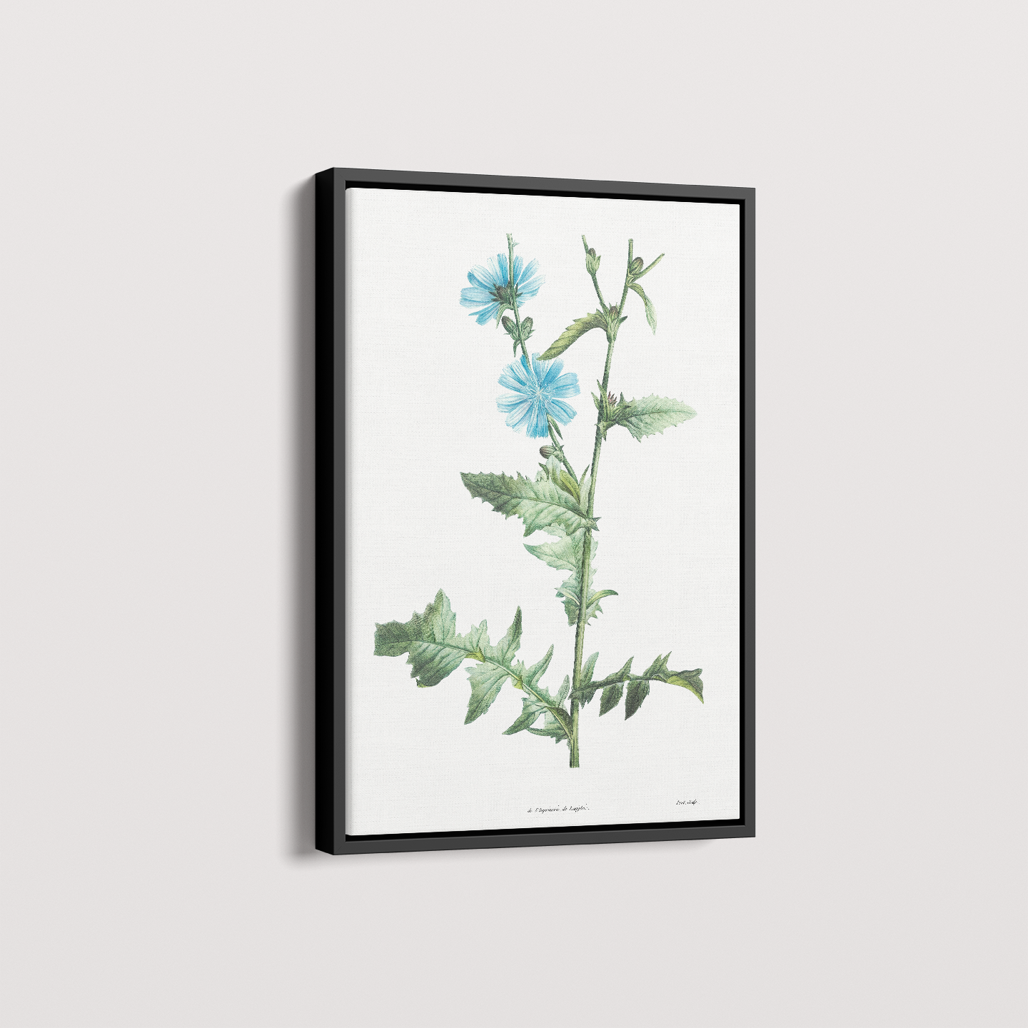Quadro Blue flower III - Flor Chicory