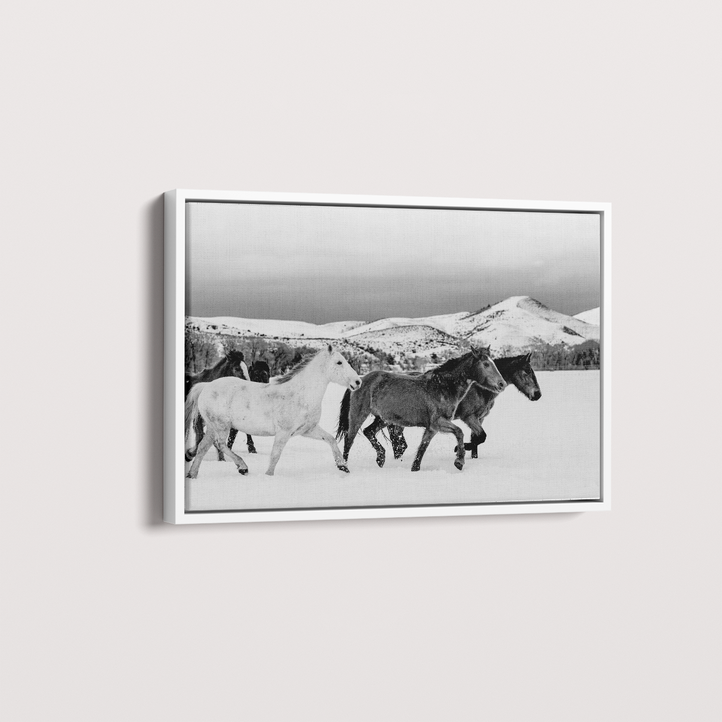 Wild horses