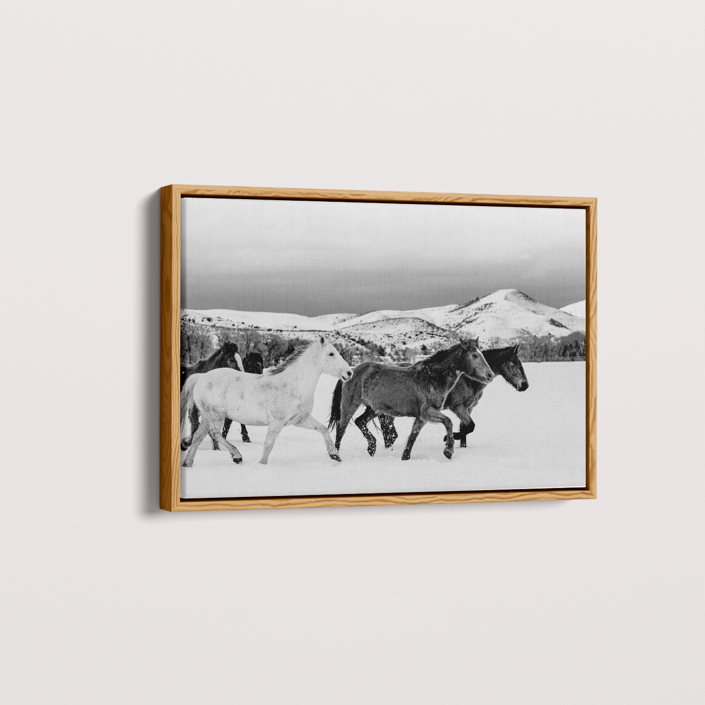 Wild horses