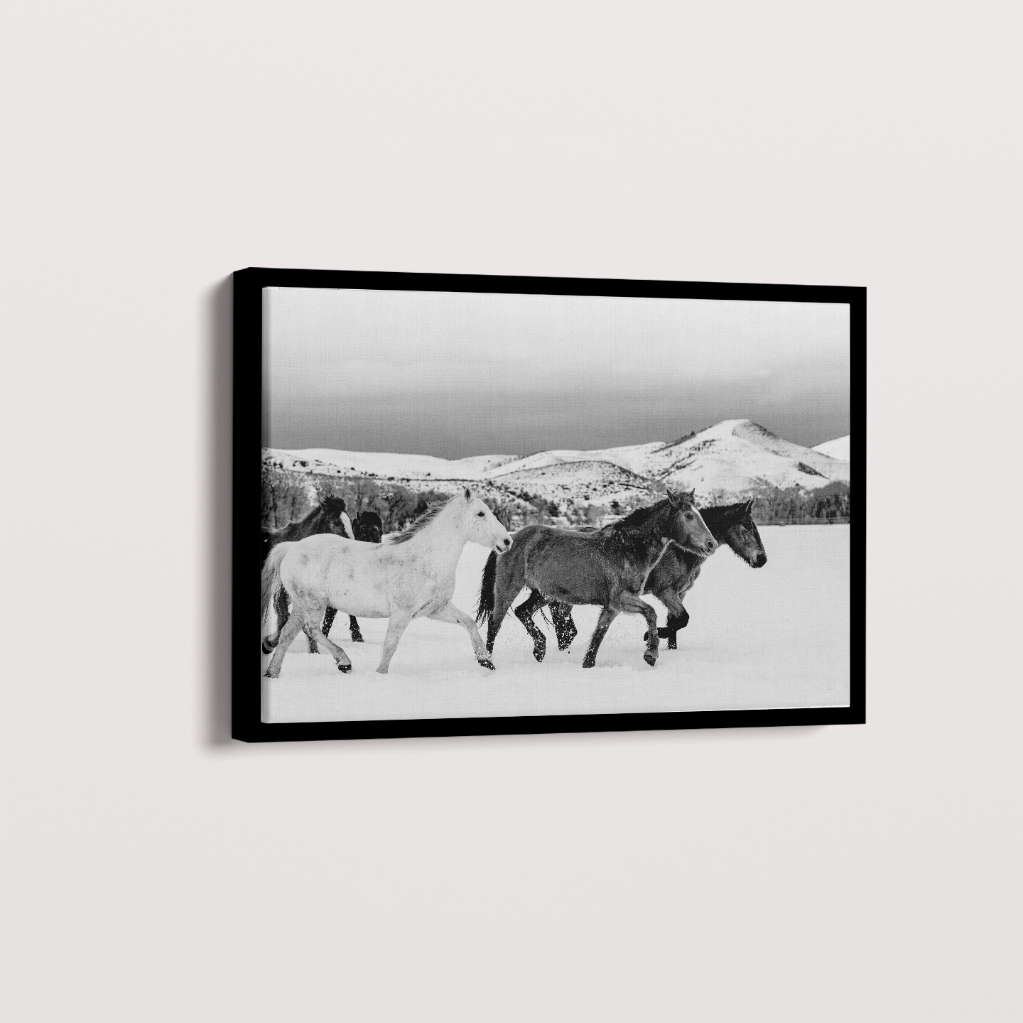 Wild horses