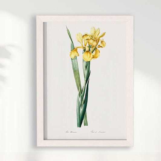 Quadro Floral Vintage Iris Amarela