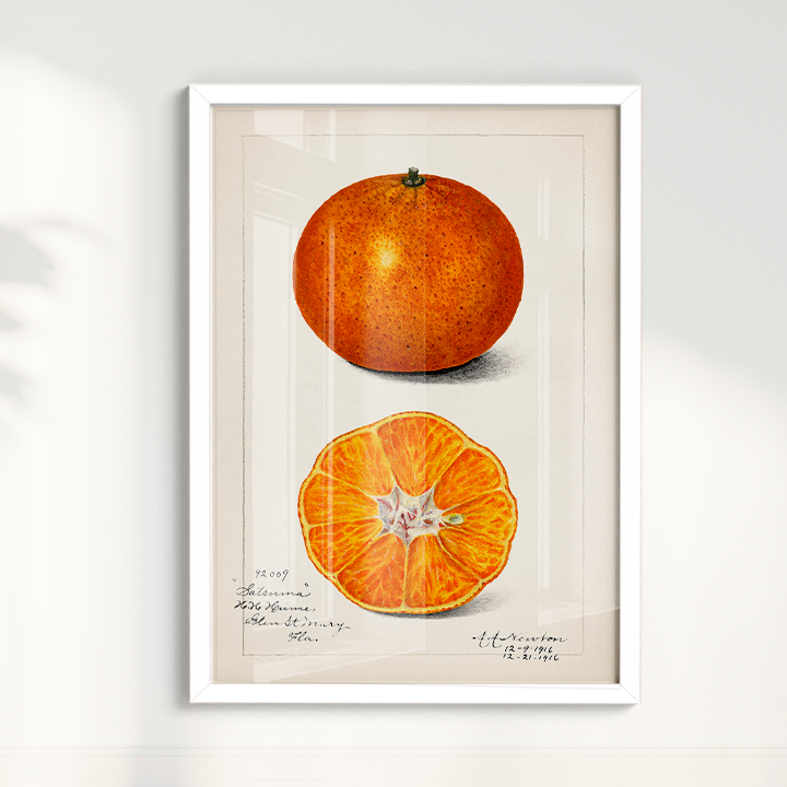 Quado Laranja Vintage