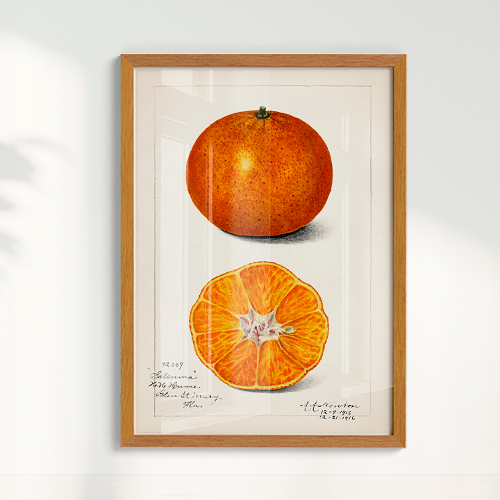 Quado Laranja Vintage