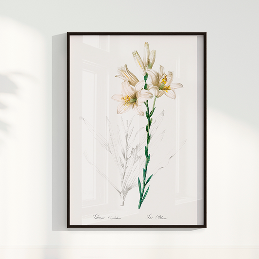 Quadro Floral VIntage Lily II
