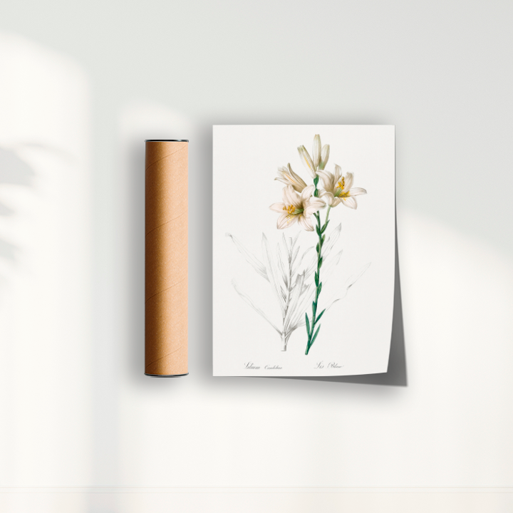 Lily II