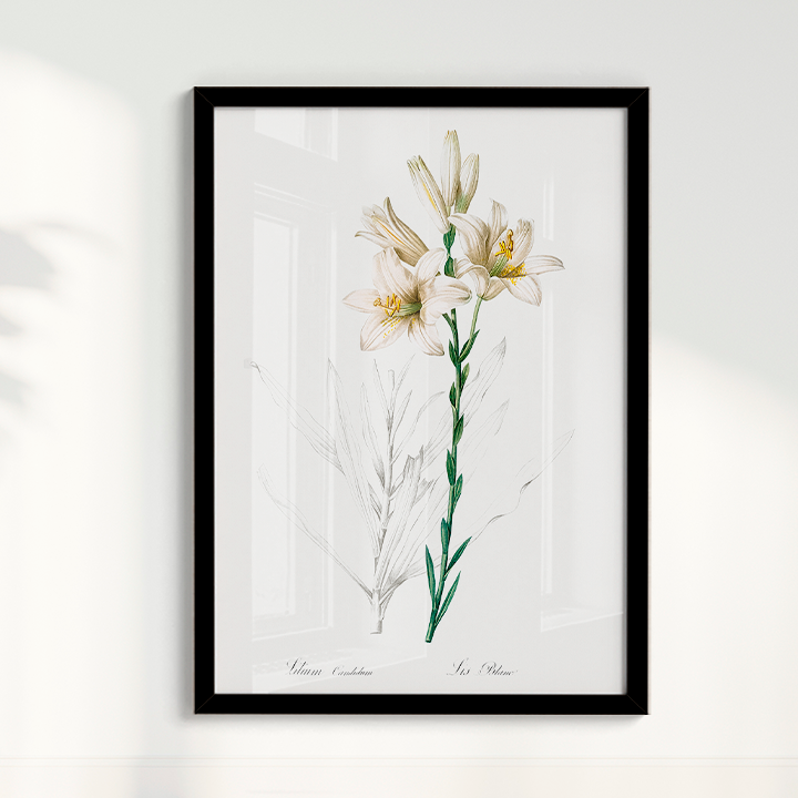 Lily II