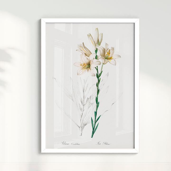 Lily II