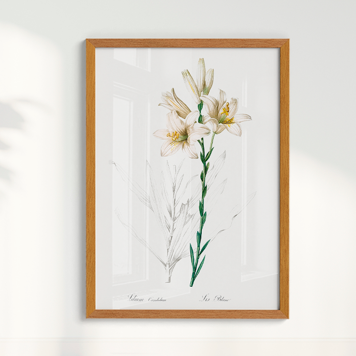 Lily II