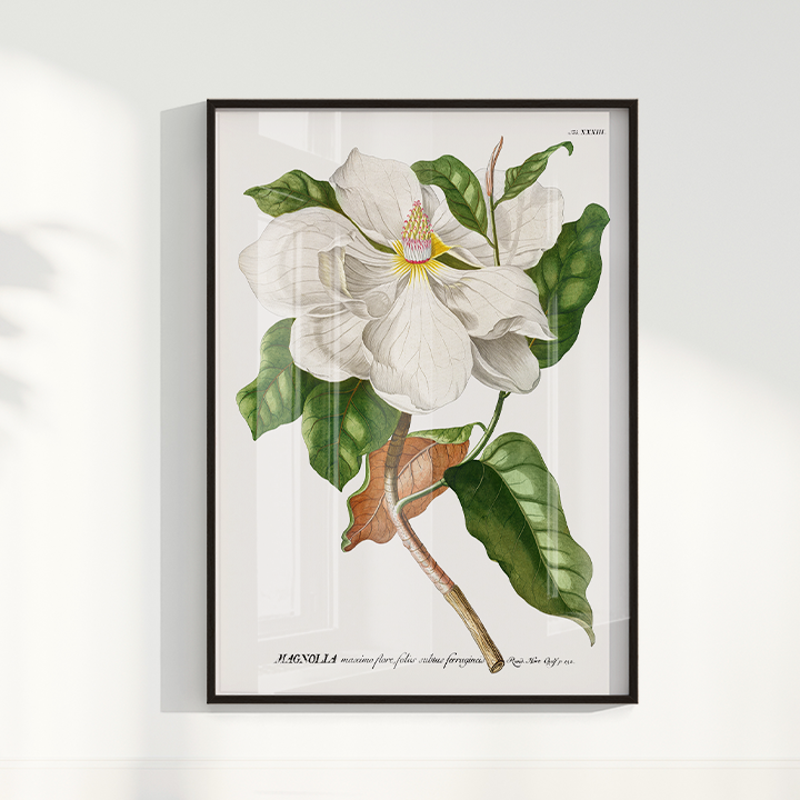 Quadro Magnolia