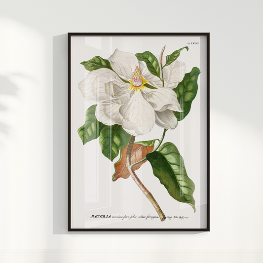 Quadro Magnolia