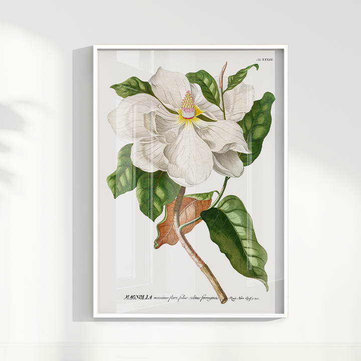 Quadro Magnolia