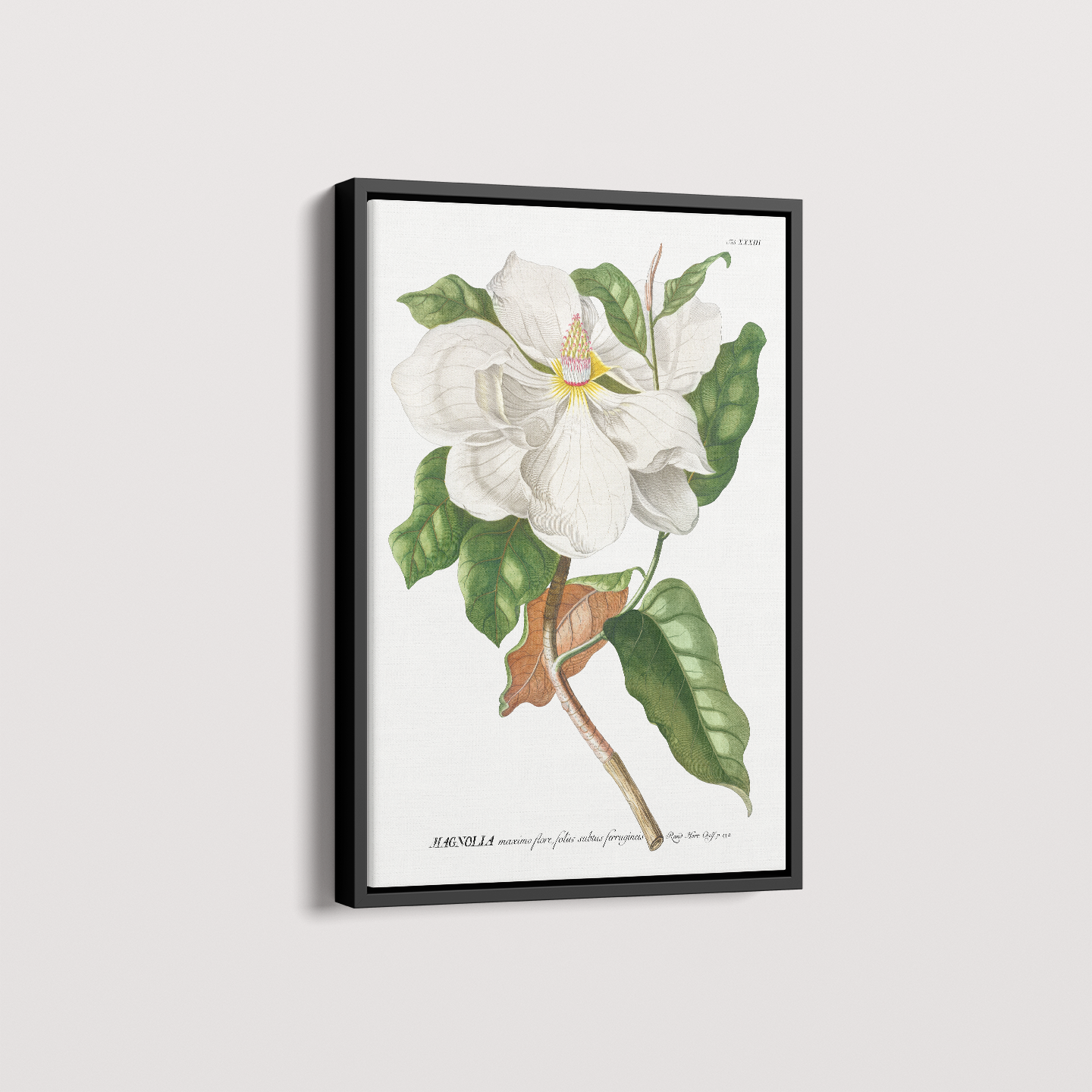 Quadro Magnolia