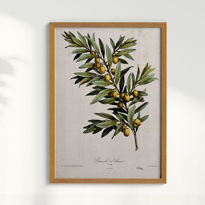 Quadro Ramo de Oliveira