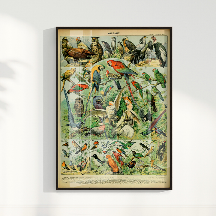Quadro Oiseaux - Aves vintage 2