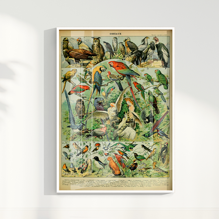 Quadro Oiseaux - Aves vintage 2