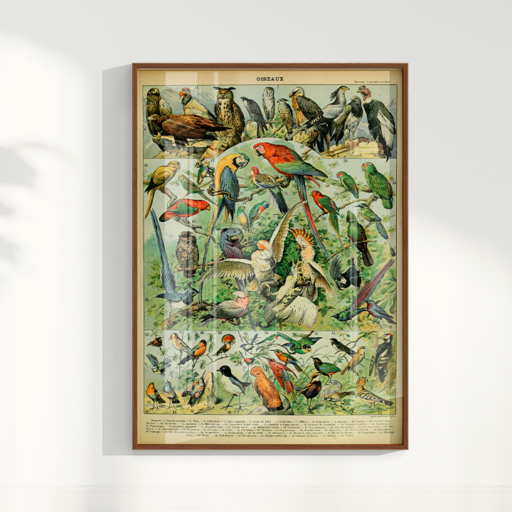 Quadro Oiseaux - Aves vintage 2