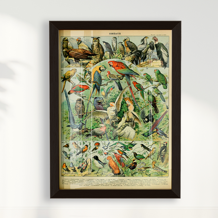 Quadro Oiseaux - Aves vintage 2