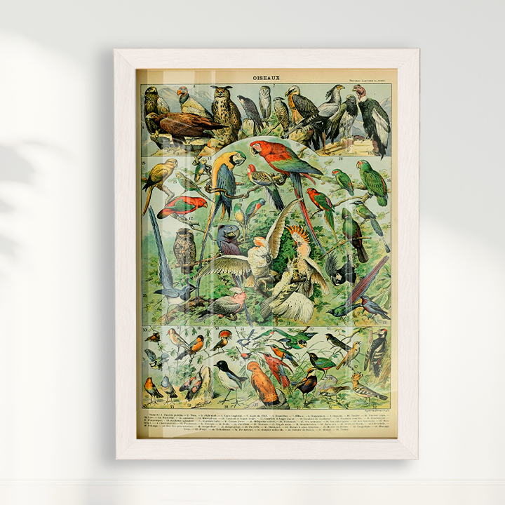 Quadro Oiseaux - Aves vintage 2
