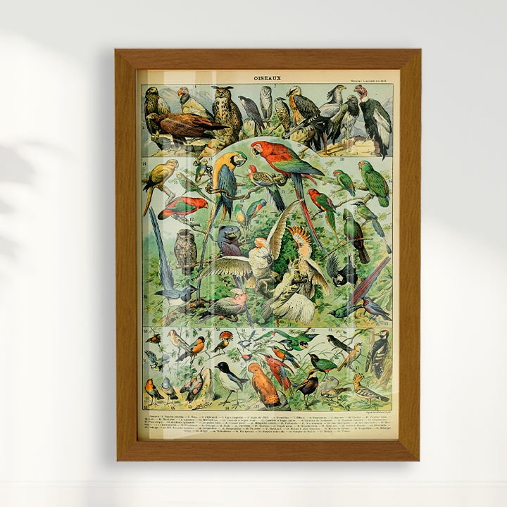 Quadro Oiseaux - Aves vintage 2