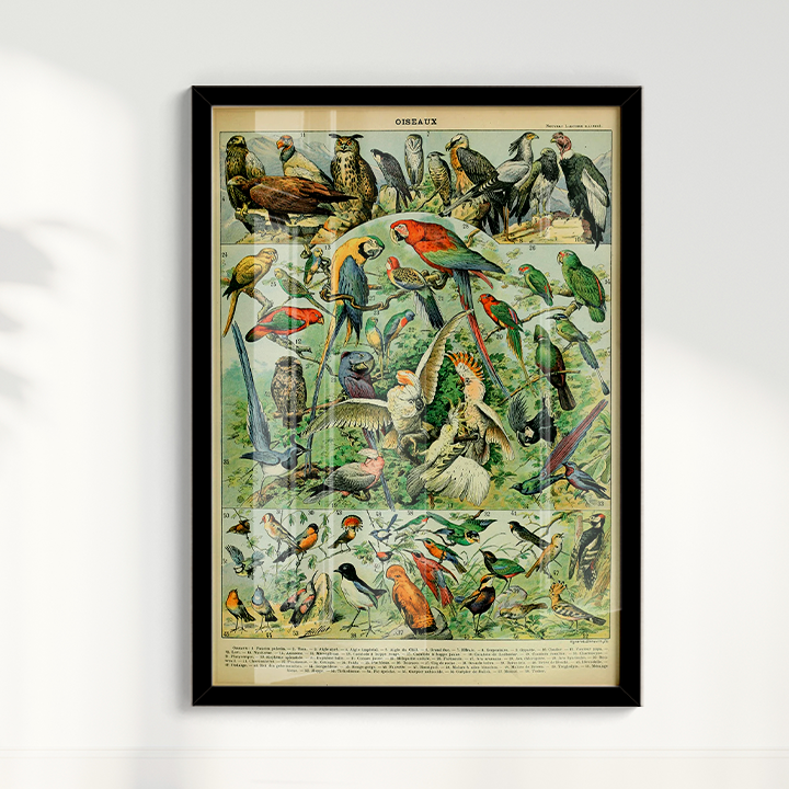 Quadro Oiseaux - Aves vintage 2