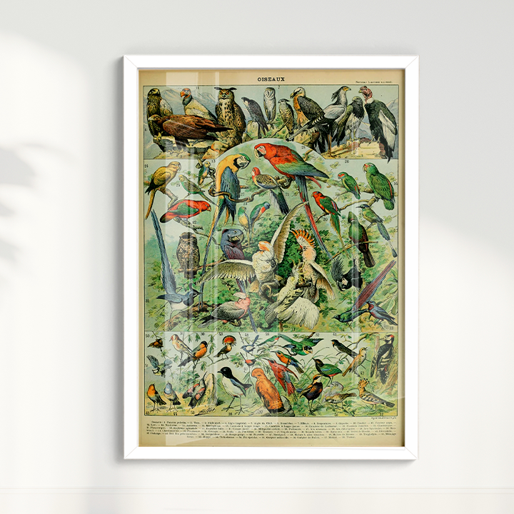 Quadro Oiseaux - Aves vintage 2