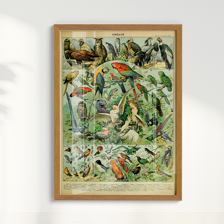 Quadro Oiseaux - Aves vintage 2