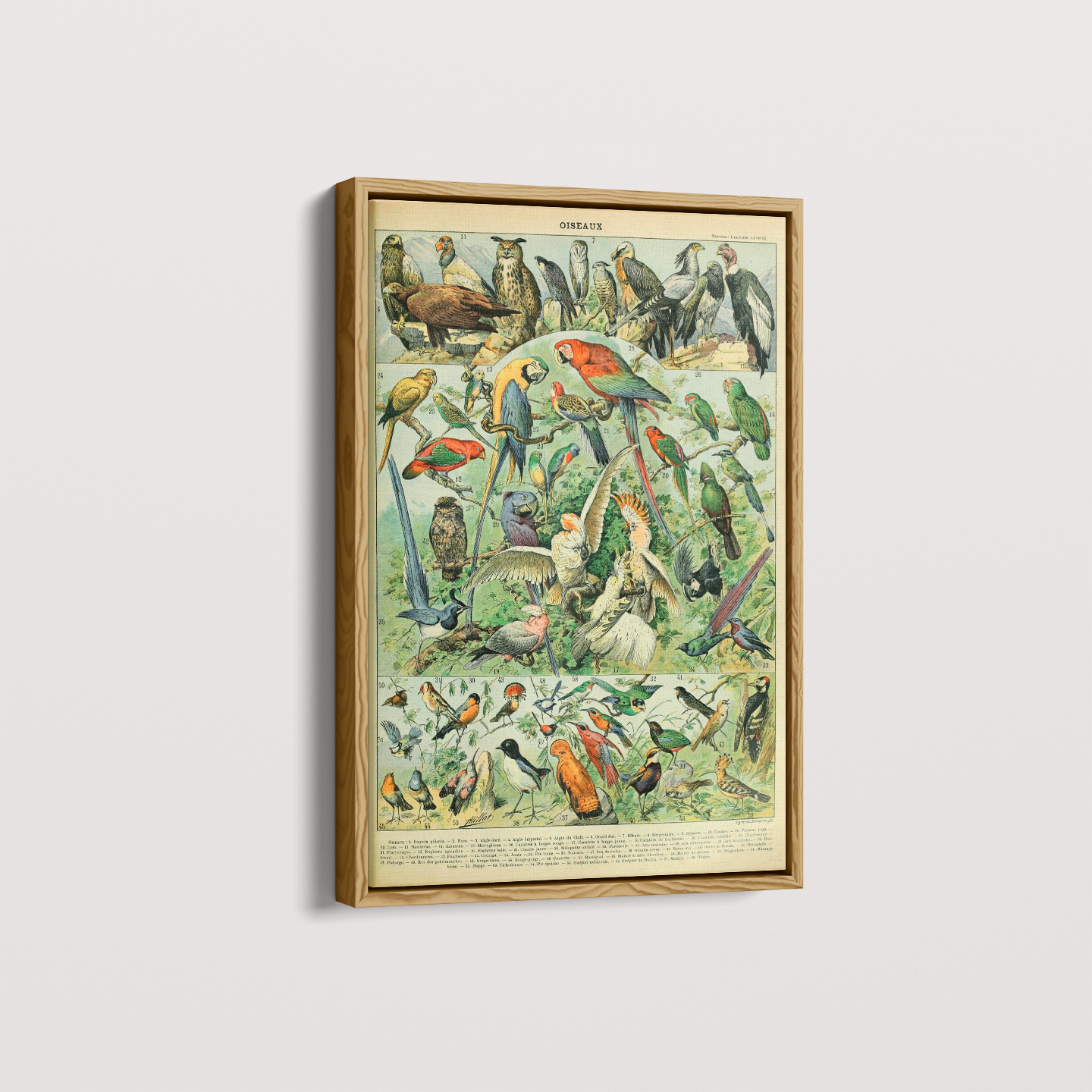 Quadro Oiseaux - Aves vintage 2