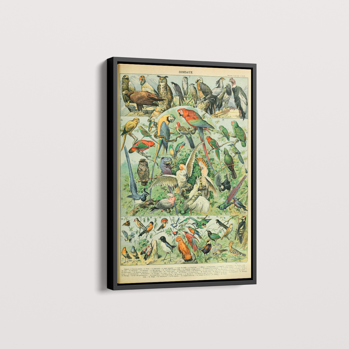 Quadro Oiseaux - Aves vintage 2