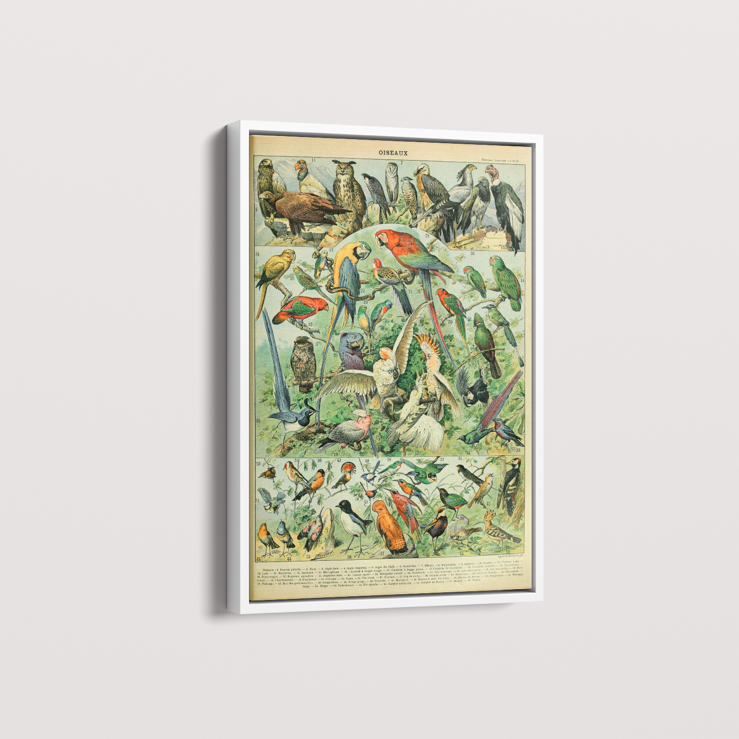 Quadro Oiseaux - Aves vintage 2