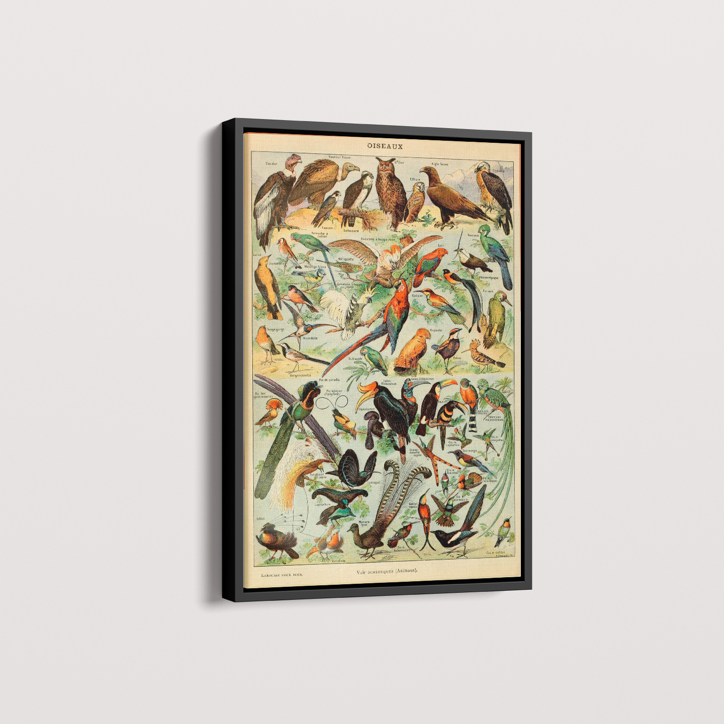 Quadro Oiseaux - Aves vintage