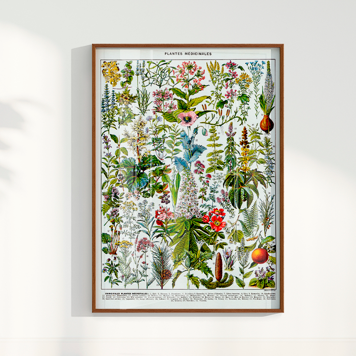Plantes Medicinales