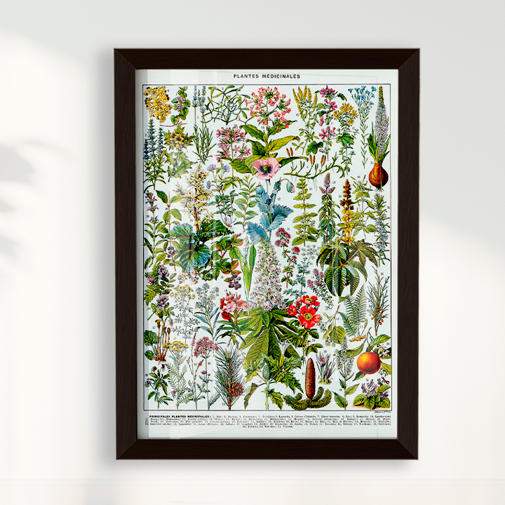 Plantes Medicinales