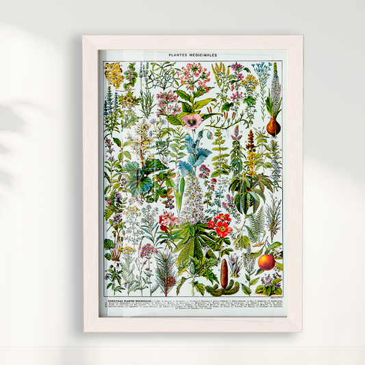 Quadro Botânico Vintage de Plantas Medicinais