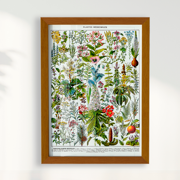 Plantes Medicinales