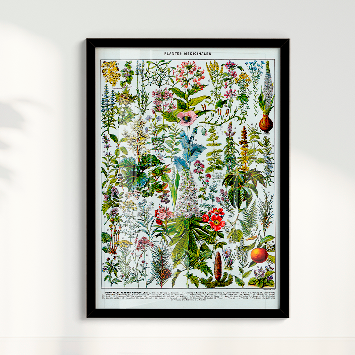 Plantes Medicinales