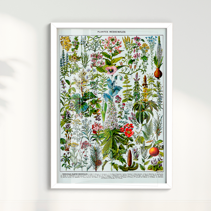 Plantes Medicinales