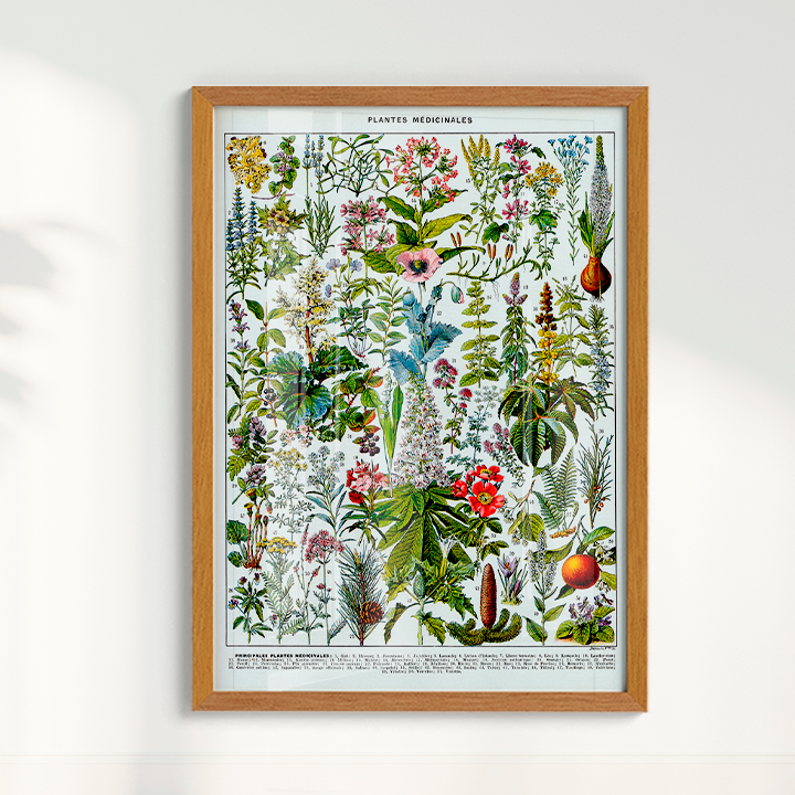 Plantes Medicinales
