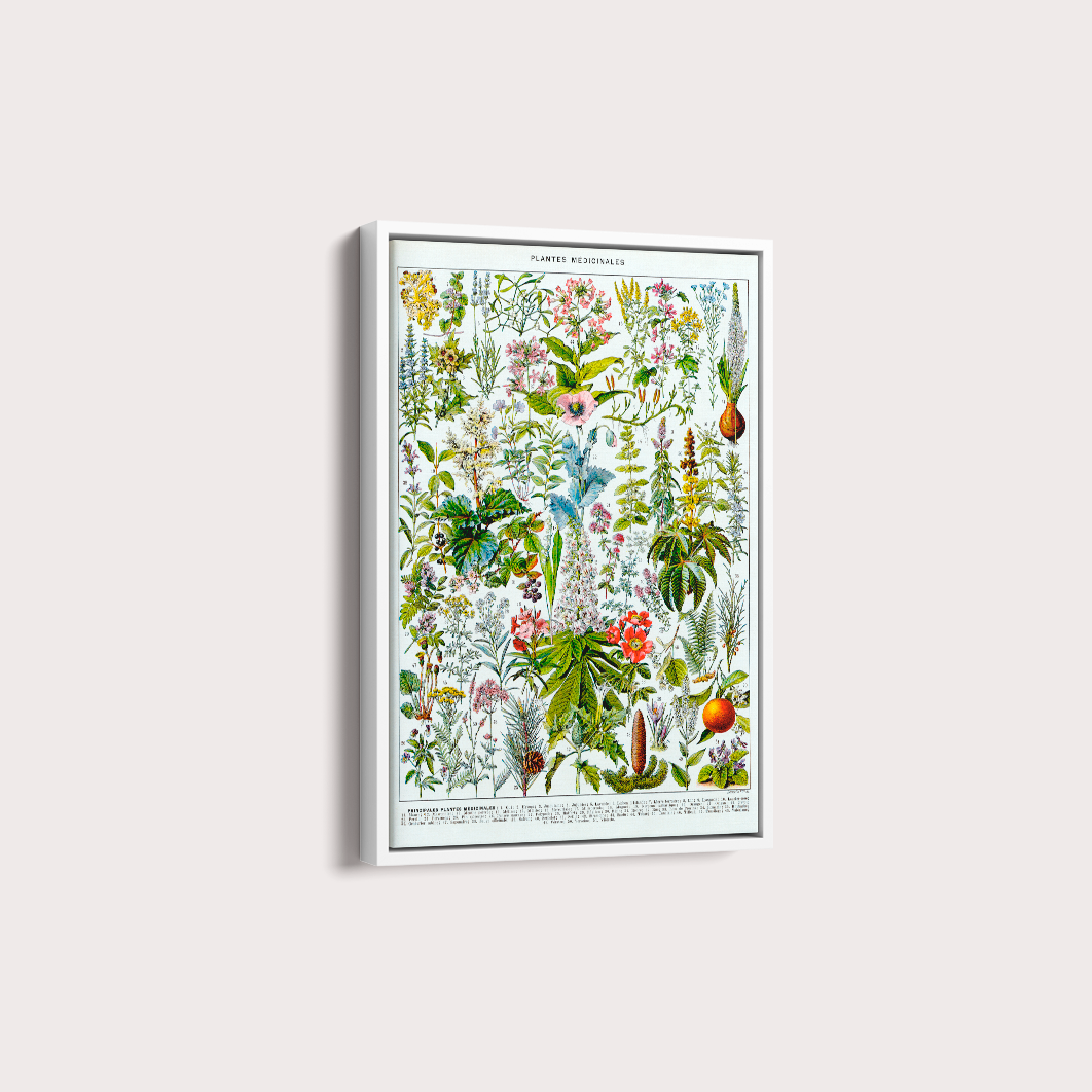 Plantes Medicinales