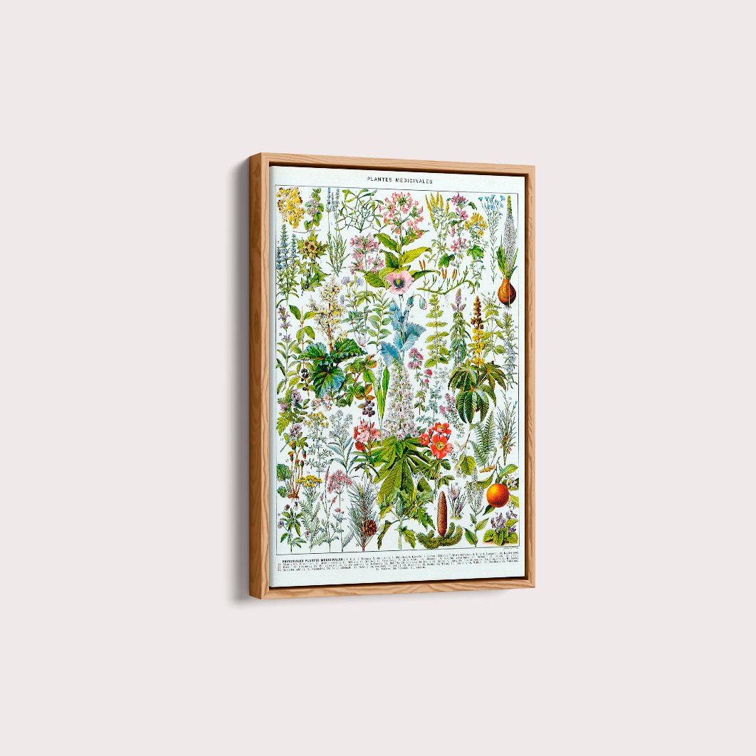 Plantes Medicinales